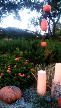 #137. Cool Pumpkin Art! My Pumpkin Paradise At Harvest Nights!