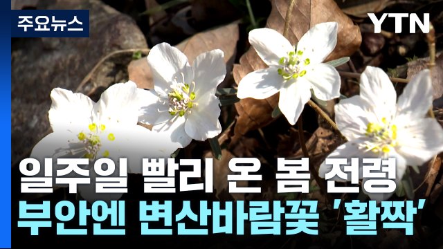 일주일 빨리 핀 봄의 전령...부안 변산바람꽃 보세요 / YTN