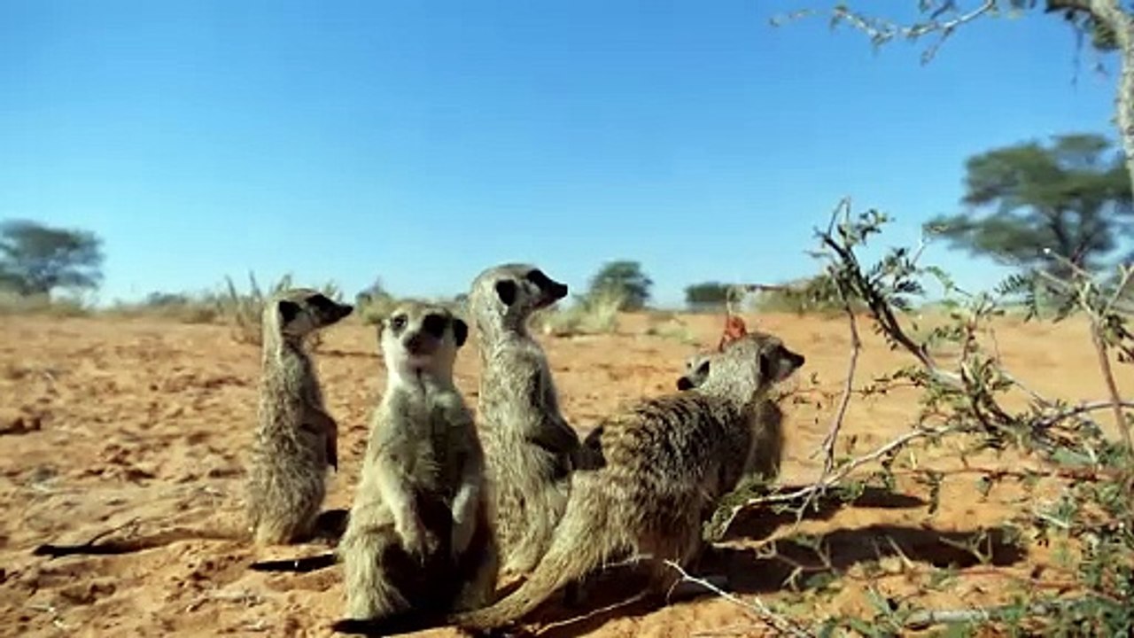 The Brown Hyena of Makgadikgadi - Trailer