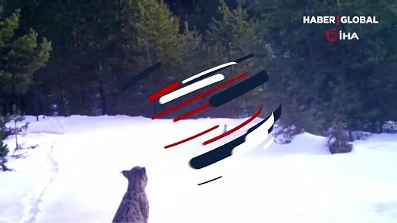 "Hey! Hadi toplanın fotoğraf çektireceğiz" 'Ailesine seslenen' vaşak, fotokapana yansıdı