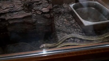 Hayvanat Bahçesi - Zoo