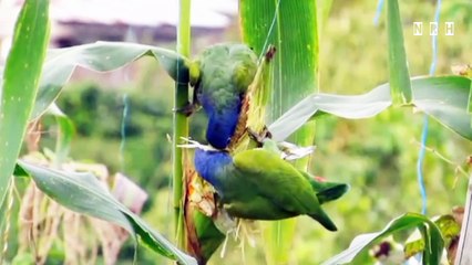 Beautiful nature relaxation film with stress relief music