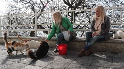 150 kediye bakıyorlar