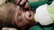 Endangered gorilla born by caesarean for first time in zoo’s 115-year history