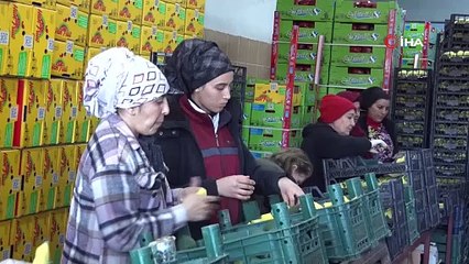 Antalya'da hasadı başladı; talebe yetişemiyorlar, yok satıyor: Kilosu 100 TL!