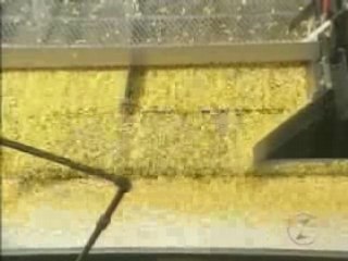 le maïs en conserve - comment c'est fait ?