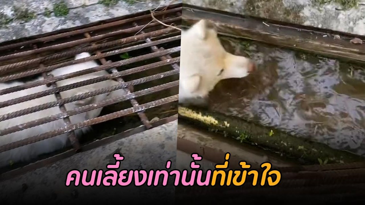 หัวจะปวดในความซน ไซบีเรียน มุดทางระบายน้ำก่อนหา...