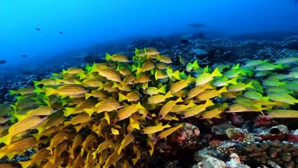 I subacquei di "Mare dentro" su un relitto alle Maldive