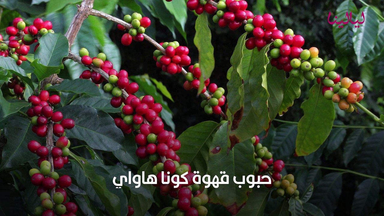 أفضل أنواع القهوة