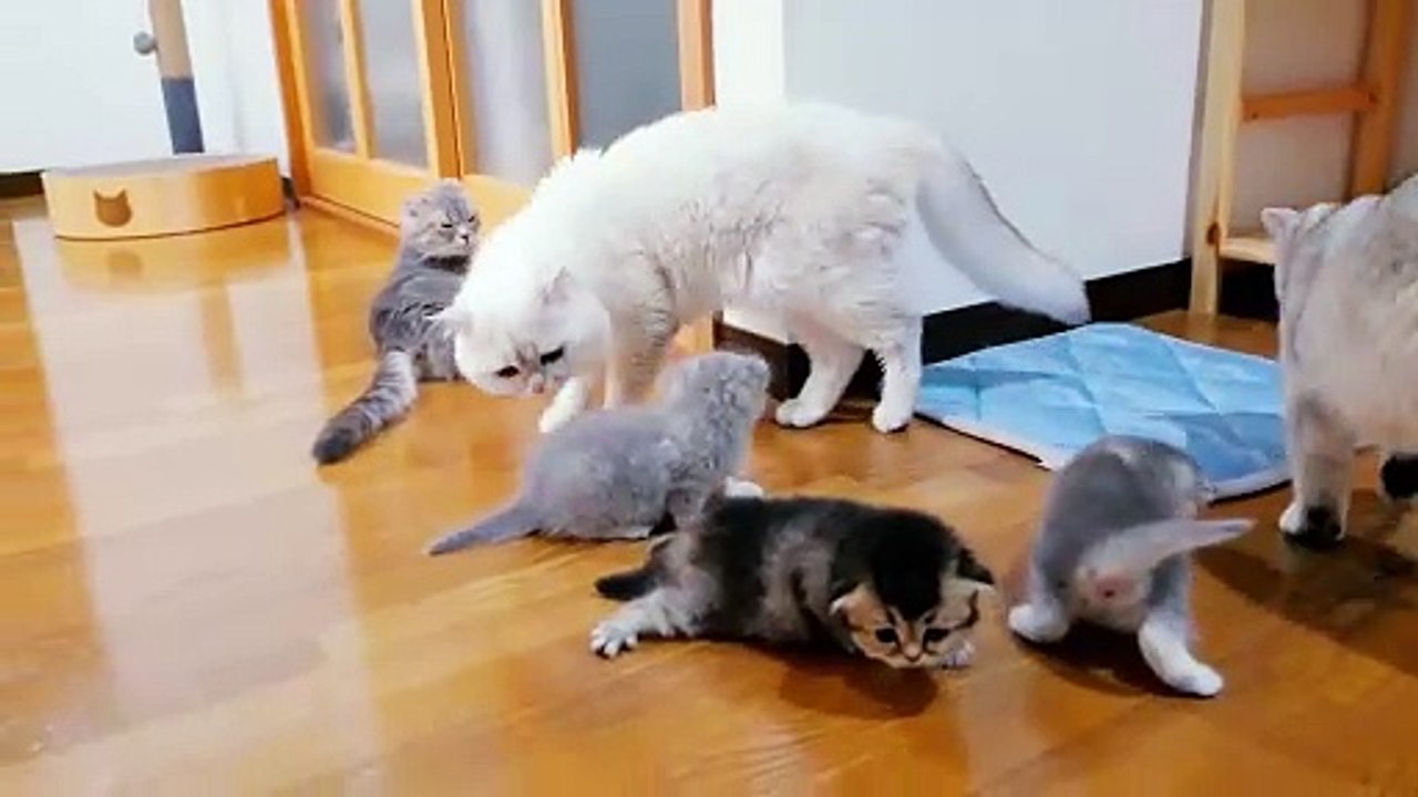 The kitten approaching the daddy part 2