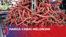 Harga Cabai di Tigaraksa Tangerang Tembus Rp100 Ribu per Kg