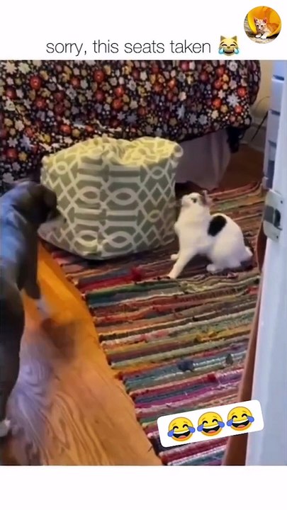 cat be like it's my seat| cat and dog cute and funny bond
