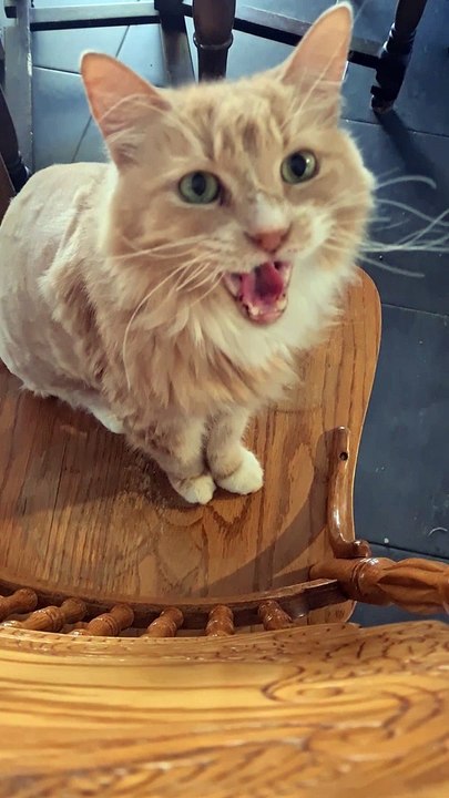 Partially Shaved Cat Shares His Opinions