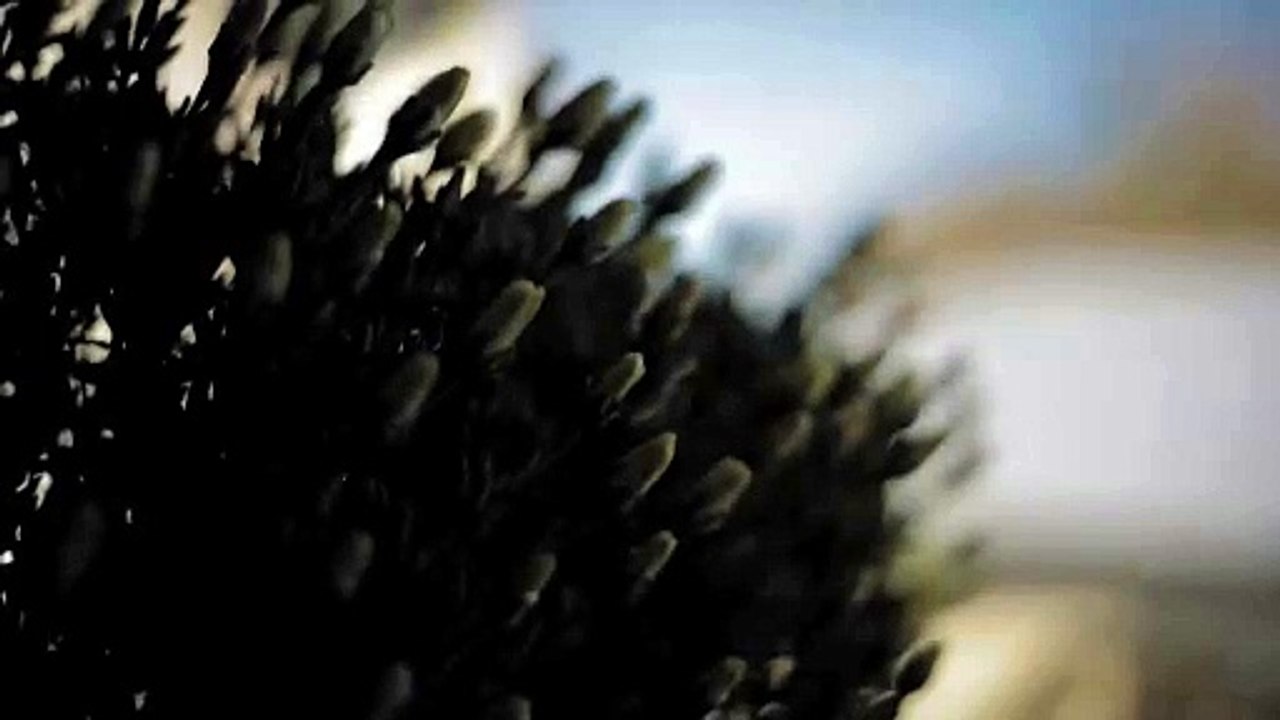 Nature fantastic sound