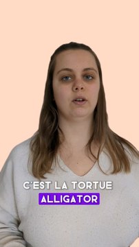 les tortues alligators sont elles dangereuses ?