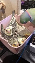 Bird Kisses New Babies