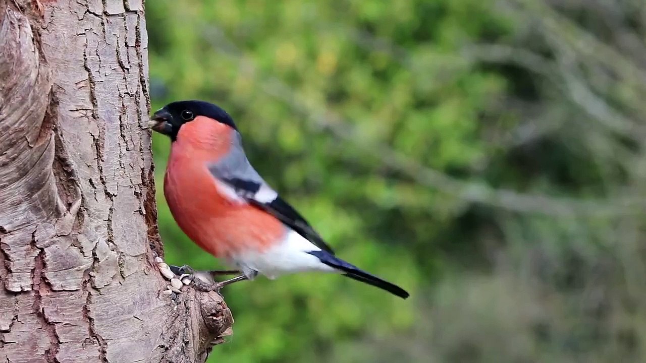 bullfinch