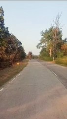 Video Story : जंगल से निकलकर अचानक सडक़ हाथी को विचरण करता देख थम गए लोगों के वाहनों के पहिये