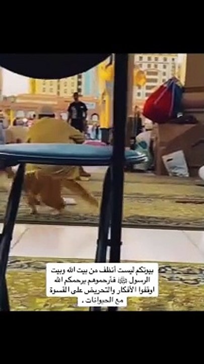 قال الرسول محمد ﷺ أنها من الطوافين والطوافات عليكم من متاع البيت لن تقذر شئ ولن تنجسه . كان الرسول محمد ﷺ يتوضأ من ألماء الذي شربت منه القطه وأعتبره طاهرآ . نصيحة نظفوا عقولكم . #fyp #foryou #explore