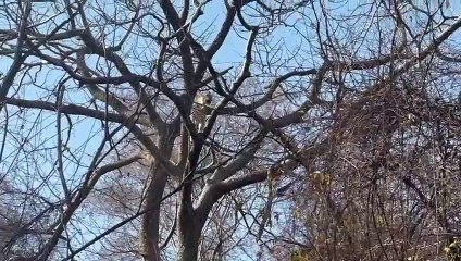 सरिस्का में लैपर्ड को शिकार करने में आ गया पसीना, देखे वीडियो