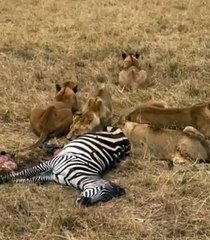 Lions Feeding On A Zebra