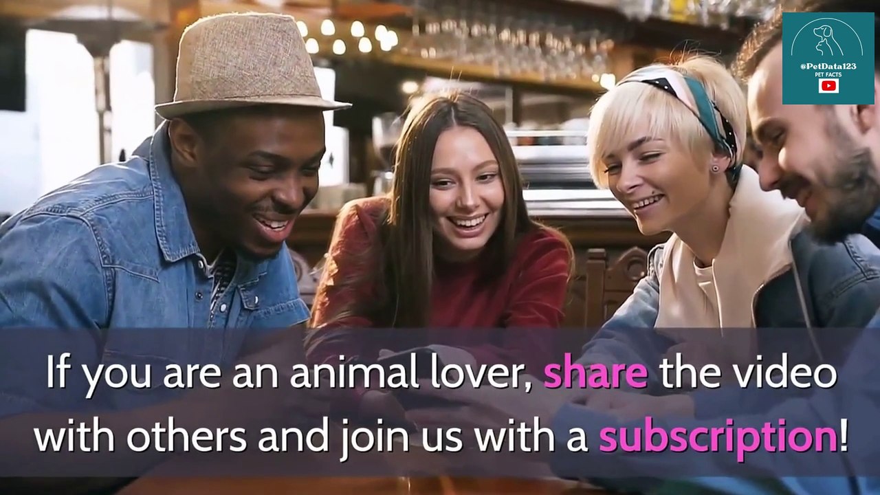 Discover Every Cat Breed: A Complete A-Z Guide with Pictures (Featuring All 98 Breeds Worldwide