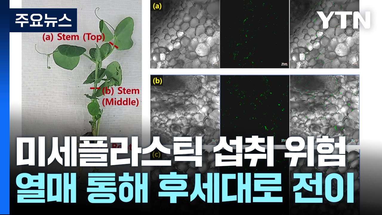 [과학 한스푼] "식물도 한번 흡수한 미세플라스틱, 열매 통해 후대로 전달한다" / YTN