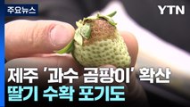 제주 '과수 곰팡이' 피해 확산...딸기 수확 포기도 / YTN