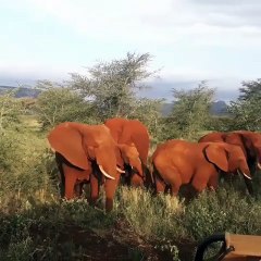 Elephant Herd Grazes Peacefully