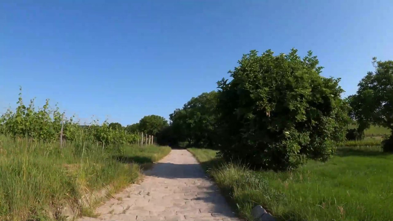 Von Stammersdorf den Bisamberg hinauf | POV E-Bike