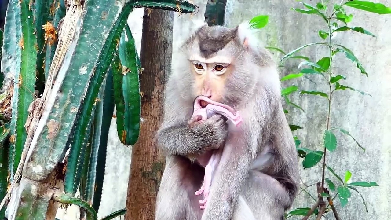 Super Actions!, Old Mama Malida Checking Baby Lyza's Urinary System (720p_25fps_H264-192kbit_AAC)