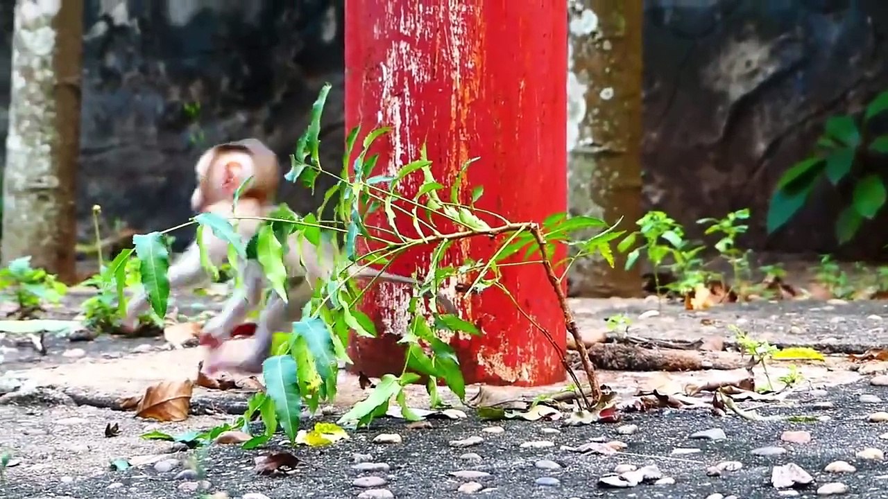 Super And Happiest Plays Of Baby ROCKSTAR With Eldest Brother Rocky (720p_25fps_H264-192kbit_AAC)