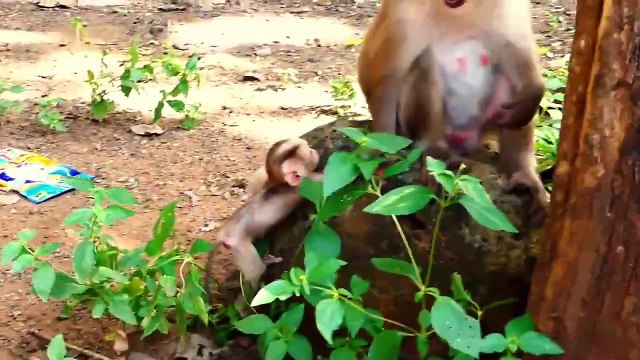 Super Falls!, ROCKSTAR Falling From Big Rock During Playing (720p_25fps_H264-192kbit_AAC)