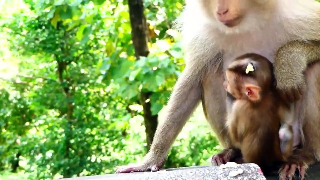Super funny monkey, Molia escaping from biting of young female monkey (720p_25fps_H264-192kbit_AAC)