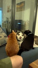 Two Cats Keep Dog Clean