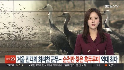 '겨울 진객의 화려한 군무' 순천만 찾은 흑두루미 역대최다