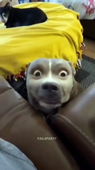 Best Funny Animal Videos 2024 Part 2