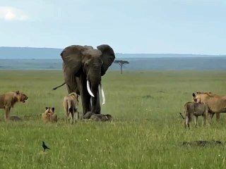 Once In A Life Time Experience Elephants Vs Lions