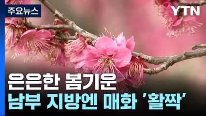은은히 다가오는 봄기운...남녘에 벌써 매화 '활짝' / YTN