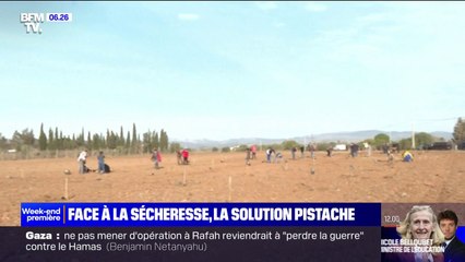Sécheresse préoccupante dans les Pyrénées-Orientales: les agriculteurs se tournent vers la culture de la pistache