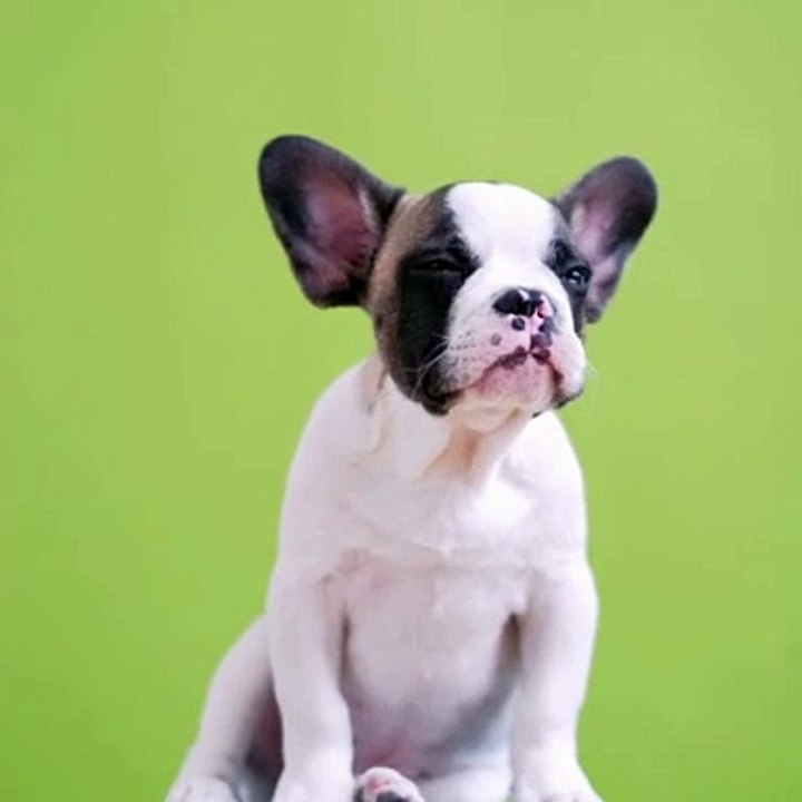 Pet lovers
