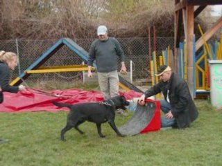 DIAOP CLUB  AGILITY FLAY BALL