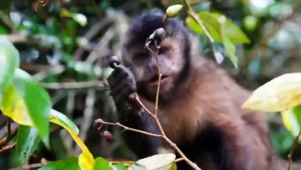 Amazing animals life around the world - beautiful nature
