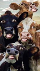 Hilarious Cow Furr Moo Sound 🐄 | Funny Animal Sounds #shorts