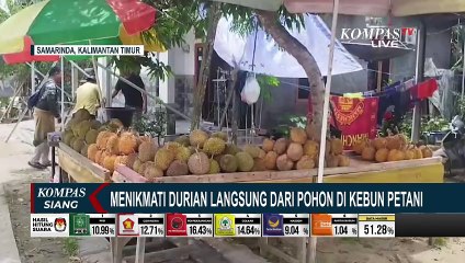 Yuk, Menikmati Durian Langsung dari Pohon di Kebun Petani di Samarinda