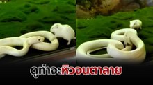 เมื่องูเห็นเหยื่อ ก็ฉกแบบเต็มปากเต็มคำ มื้อนี้อิ่มแปล้แน่นอน