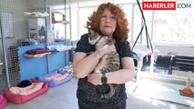 Beşiktaş Belediyesi, şiddete uğrayan kedilere özel bakım ve tedavi uyguluyor