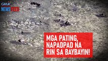 Mga pating, napadpad na rin sa baybayin! | GMA Integrated Newsfeed