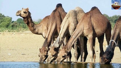 قصة وقصيدة الشيخ مشعل بن هذال