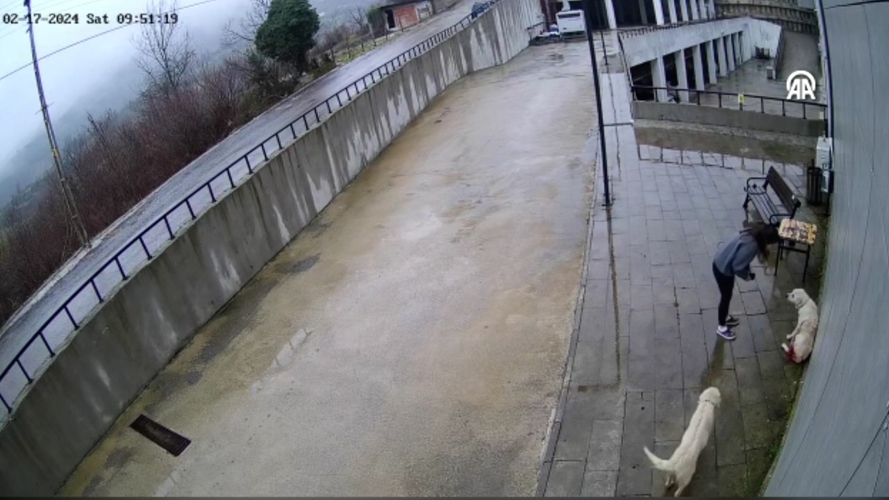 Tüfekle vurulan köpeğin hastaneye sığınması güvenlik kamerasında